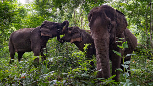 A smooth migration to the cloud for World Animal Protection