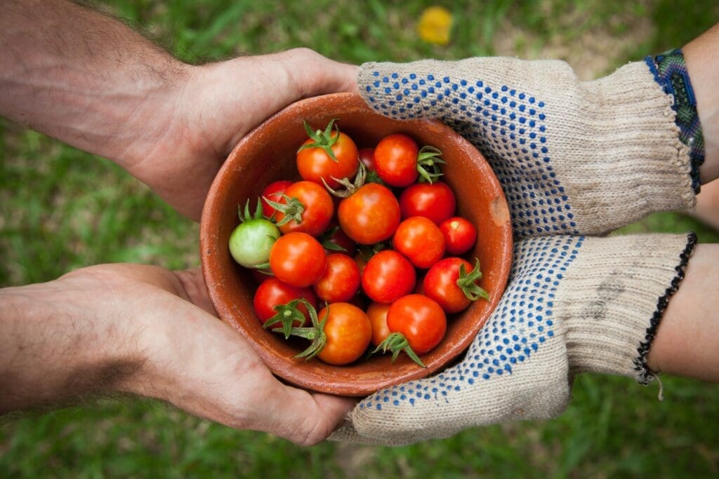agriculture-tomatoes-in-bowl-hands-gardening-gloves