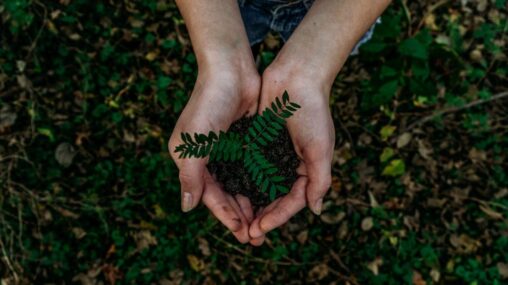 Woodland Trust Transformed Tree Planting Applications with Grant Management Software