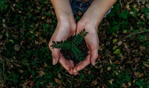 Woodland Trust Transformed Tree Planting Applications with Grant Management Software
