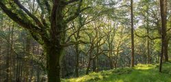 Transparity Partner with The Woodland Trust